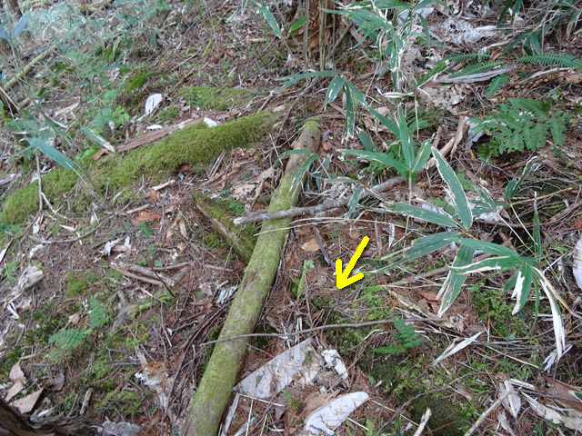 �ؑ]�X�ѓS��,�ѓS,�p����,���ґ��Ɛ�,�؍މ^���O����,����,�،�