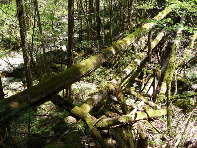 �ؑ]�X�ѓS��,�ѓS,�p����,���ґ��ƋO��,��r�ʐ^,���P�h�u��,�؋�