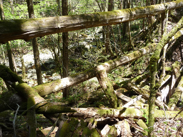 �ؑ]�X�ѓS��,�ѓS,�p����,���ґ��ƋO��,�包,���P�h�u��,�؋�