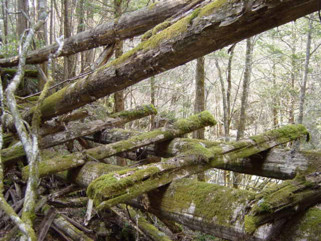 �ؑ]�X�ѓS��,�ѓS,�p����,���ґ��ƋO��,�x��,���P�h�u��,�O�i�؋�