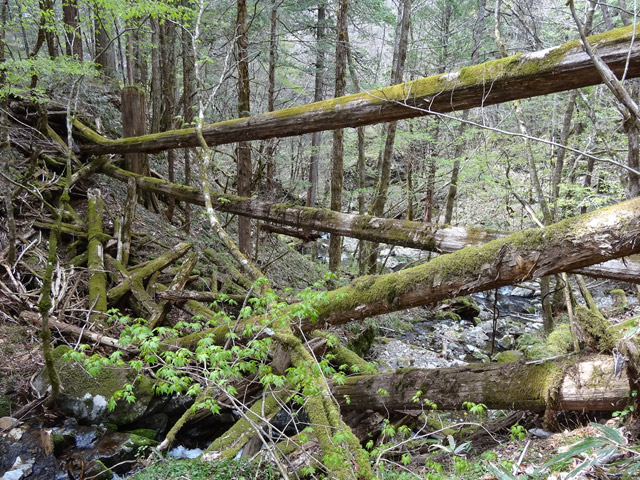 �ؑ]�ѓS,�X�ѓS��,�p����,���ґ��Ɛ�,�g���b�R�O����,���P�h�u��,�O�i�؋�