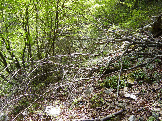 �����X�ѓS��,�ѓS,�p����,�O����,����,����