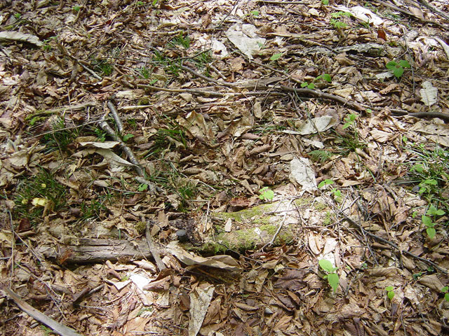 �����X�ѓS��,�ѓS,�p����,�O����,����,�V��,����,���B