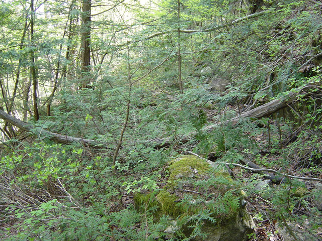 �����X�ѓS��,�ѓS,�p����,�O����,�O��,�c�u���[��,���H