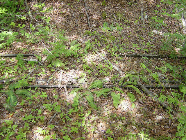 �����X�ѓS��,�ѓS,�p����,�O����,����,���[��,���H