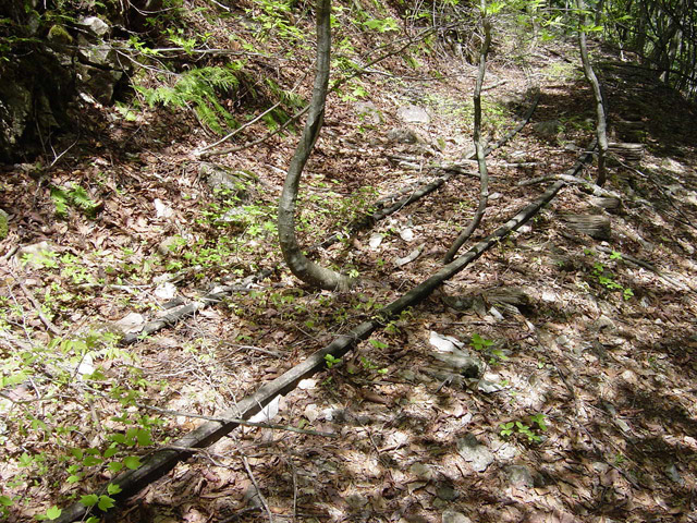 �����X�ѓS��,�ѓS,�p����,�O����,�O��,�c�u���[��,���H