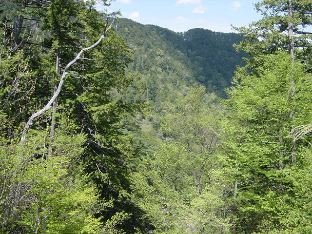 �����X�ѓS��,�ѓS,�p����,���i,�؍މ^���O����,�ؑ]�X,���ꑺ