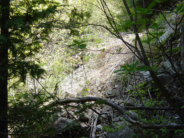 �����X�ѓS��,�ѓS,�p����,�i���[�O��,���F���q�J,�ؑ]