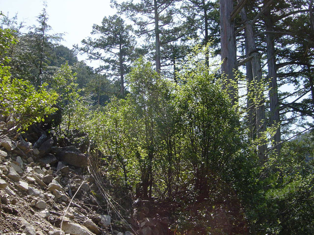 �����X�ѓS��,�ѓS,�p����,����c�я�,�O����,���[��,���H