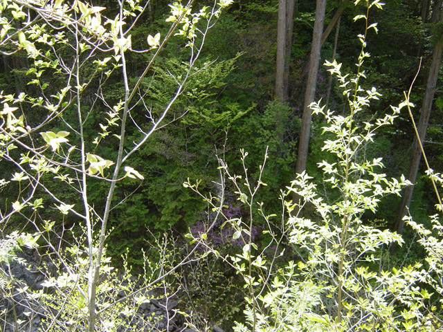 �����X�ѓS��,�ѓS,�p����,����c�я�,�O����,���[��,���H