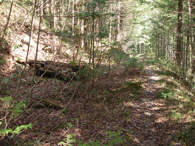 ����X�ѓS������������u��������{�J�����[�t���򋴗��v