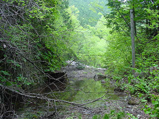 ����X�ѓS������������u��������{�J�����[�t���򋴗��v