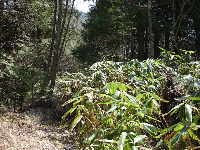 ����X�ѓS�����������,����,�t���z,