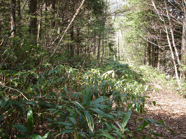 ����X�ѓS������������u����i�t���z�j�v