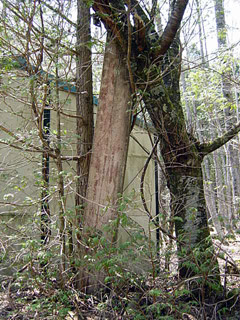 ����X�ѓS�����������,����,�t���z,�X���[�K���Ŕ�,�ѓS��