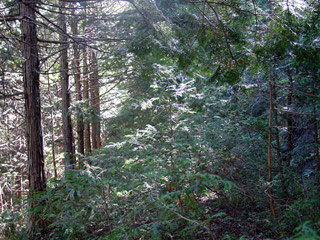 ��������X�ѓS��,�ѓS,�p����,�g���b�R�O����,�ؑ]�X,�ѓ�