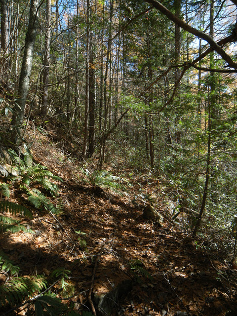 �����X�ѓS��,�ѓS,�p����,����,�ؑ]�X