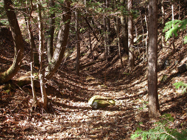 �����X�ѓS��,�ѓS,�p����,�M�m�� ,�w�A�s���J�[�u