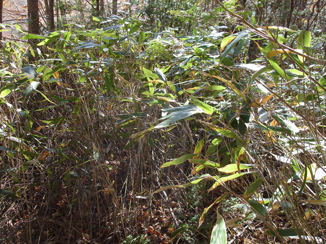 �����X�ѓS��,�ѓS,�p����,�M�m�� ,�w�A�s���J�[�u