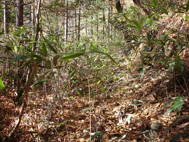 �����X�ѓS��,�ѓS,�p����,�M�m�� ,�w�A�s���J�[�u