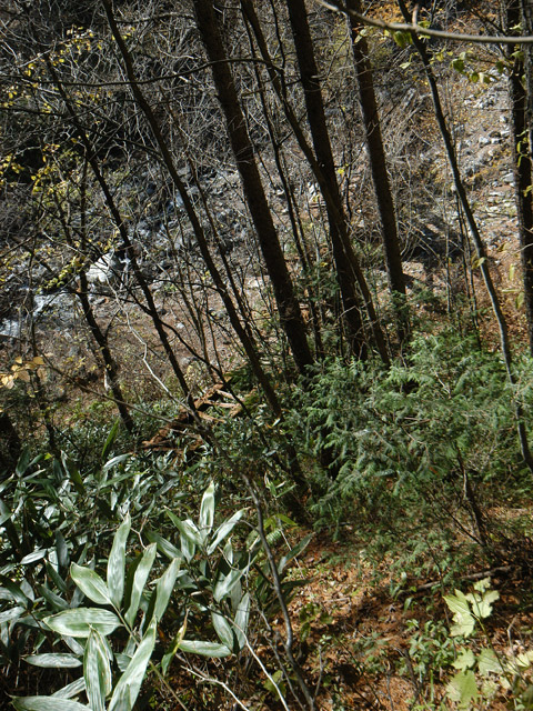 �����X�ѓS��,�ѓS,�p����,�V��,�؋�,���T�r��