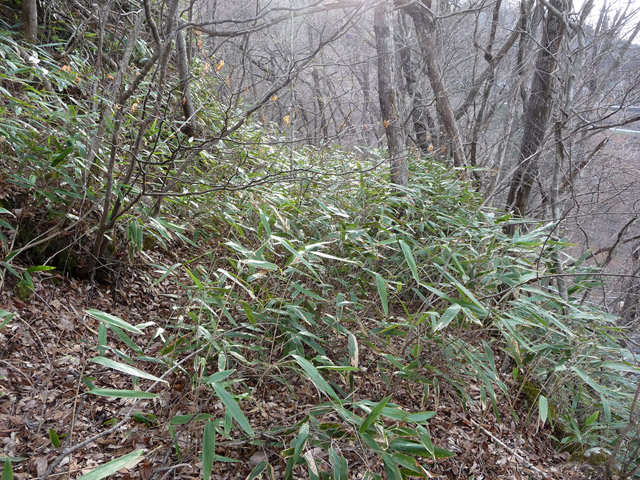 �J�c�X�ѓS���u��4���V���[��5���V���v