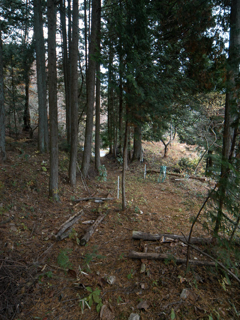 �`���X�ѓS��,�ѓS,�p����,�O����,����