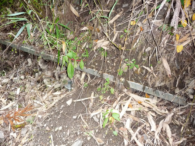 ���R�X�ѓS��,�ѓS,�p����,���R��,�E�H�[�L���O,���m���[��