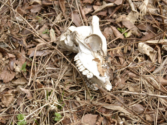 ���R�ѓS,�X�ѓS��,�p����,���R���O������,���W��,�쐶����