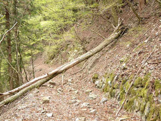 ���R�ѓS,�X�ѓS��,�p����,�|��,���R��,�؍މ^���O����