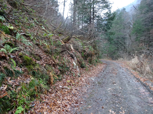 ���،˗ѓS,�X�ѓS��,�p����,���m���x��,�ѓ�,�i���[�O����,�H��