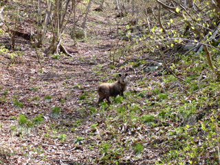 ���،ːX�ѓS��,�N�},�J���V�J,�p����