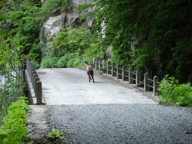 ���،ːX�ѓS��,�ѓS,�p����,����J����,�o�Z�J,�j�z���J���V�J,���ʓV�R�L�O��