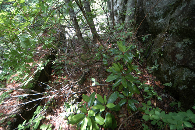 ���،ːX�ѓS��2����,�ѓS,�p����,���m��,�i���[�O����,����