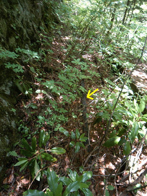 ���،ːX�ѓS��2����,�ѓS,�p����,���m��,�i���[�O����,���[��