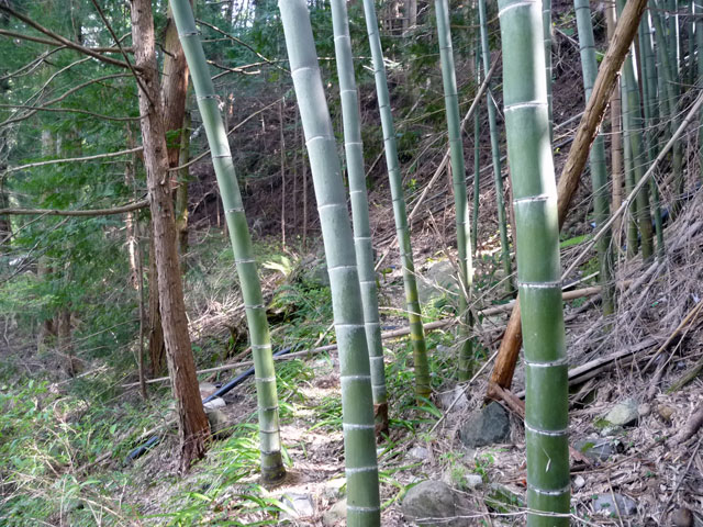 ����X�ѓS���{���u�����א������[���v