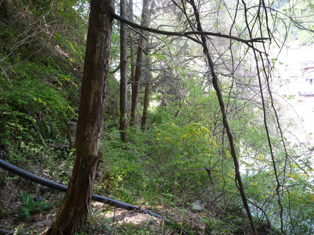 ����X�ѓS���{���u�����א������[���v