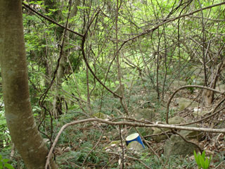 ����X�ѓS���{���u�����א������[���v