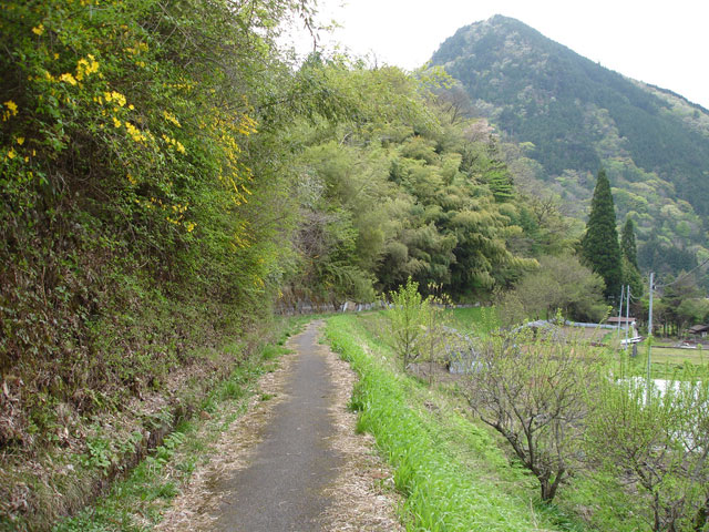 ����X�ѓS���{���u�哴�싴���[�����v