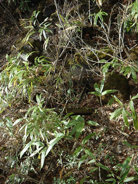 ����X�ѓS�����͐��u�q������ԏ�i���͍��������j�v