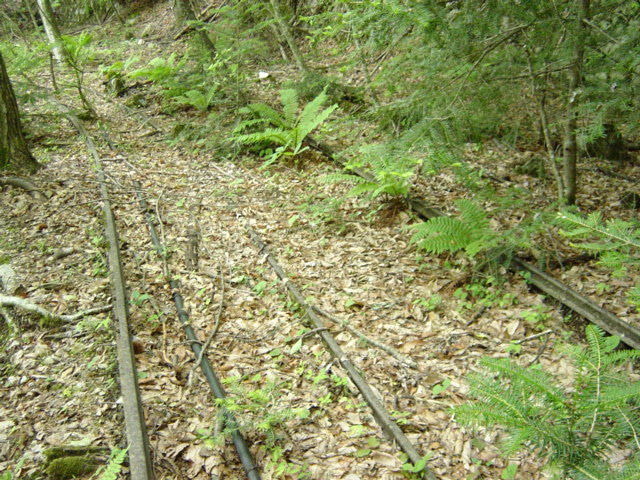 ���͐X�ѓS��,�ѓS,�p����,�㕔�O��,���[��,���H