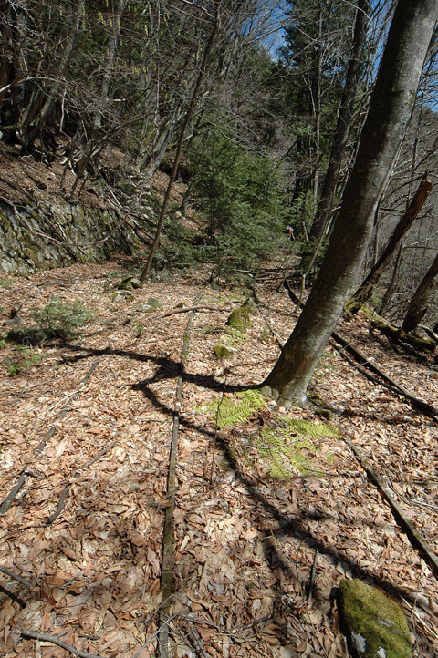 ���͐X�ѓS��,�ѓS,�p����,�㕔�O��,���[��,����c�я�