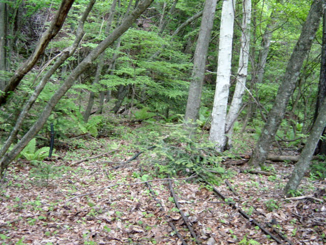 ����X�ѓS�����͐�,�ѓS,�p����,���͍���,�x�����ԏ�