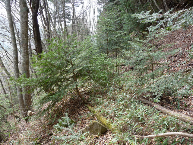 ���͗ѓS,�X�ѓS��,�p����,�㕔�O����,����c�я�