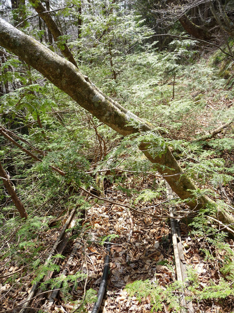 ����X�ѓS�����͐�,�ѓS,�p����,��2������,�؋�