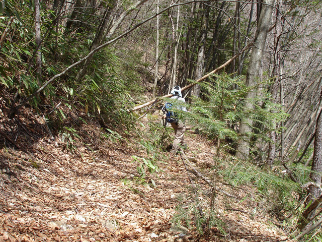 ���͐X�ѓS��,�ѓS,�p����,����c�я�,�O����,���,�㕔�O��