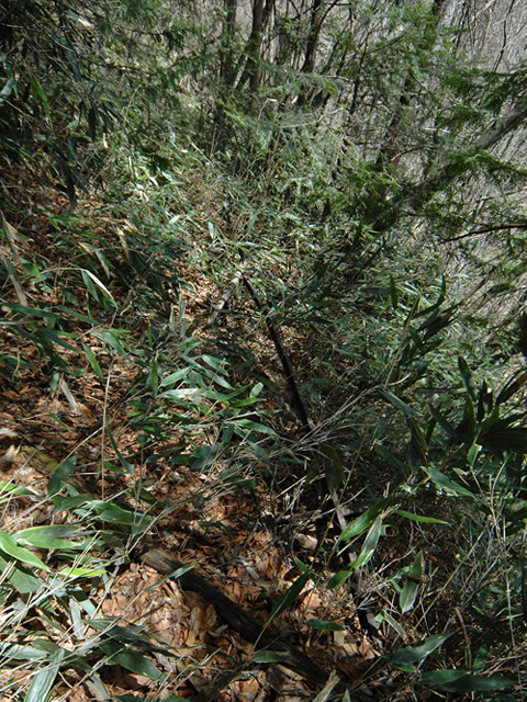 ���͐X�ѓS��,�ѓS,�p����,����c�я�,�O����,���,�㕔�O��