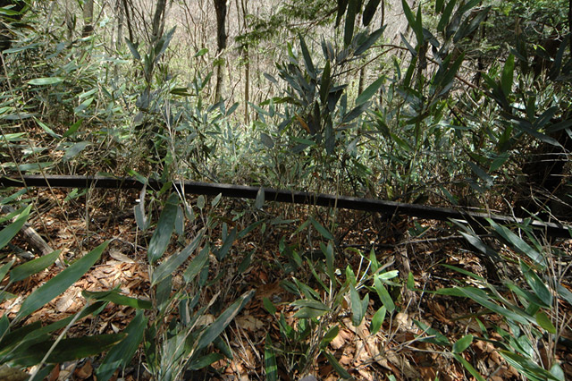 ���͐X�ѓS��,�ѓS,�p����,����c�я�,�O����,���,�㕔�O��