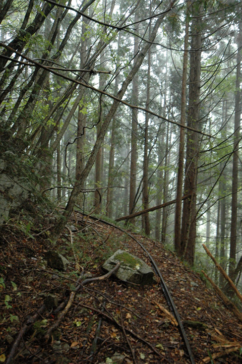 ����X�ѓS�����͐�,�ѓS,�p����,�g���b�R�O����,�����T�R,���`