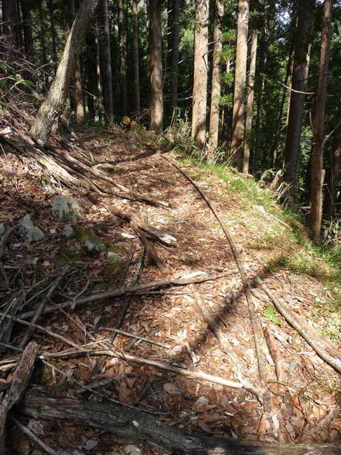 ����X�ѓS�����͐�,�ѓS,�p����,�g���b�R�O����,�Ȑ�,���[��